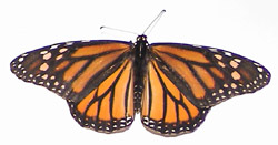 save the monarch butterly
